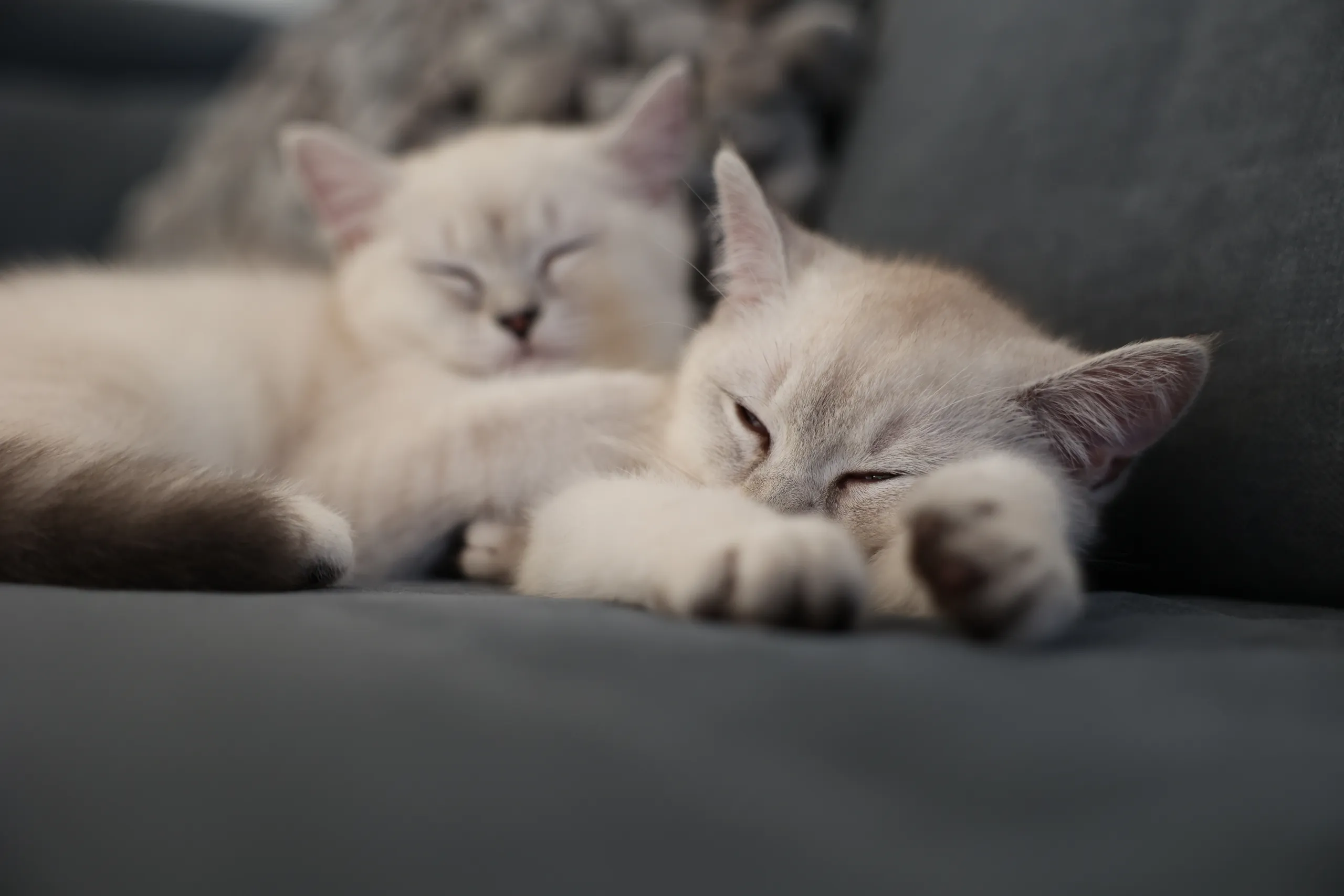 Lucy und Smokey schlafen eng aneinander gekuschelt auf dem Sofa