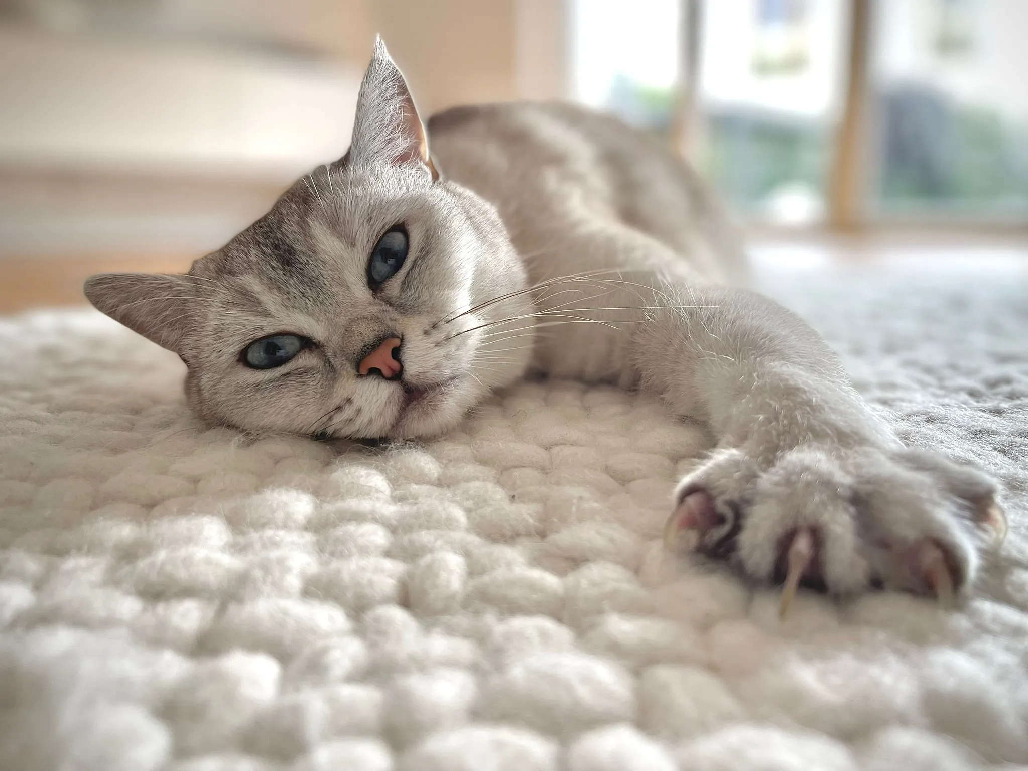 Lucy und Smokey, zwei silber-schattierte Britisch-Kurzhaar-Katzen mit blauen Augen, eng aneinander gekuschelt