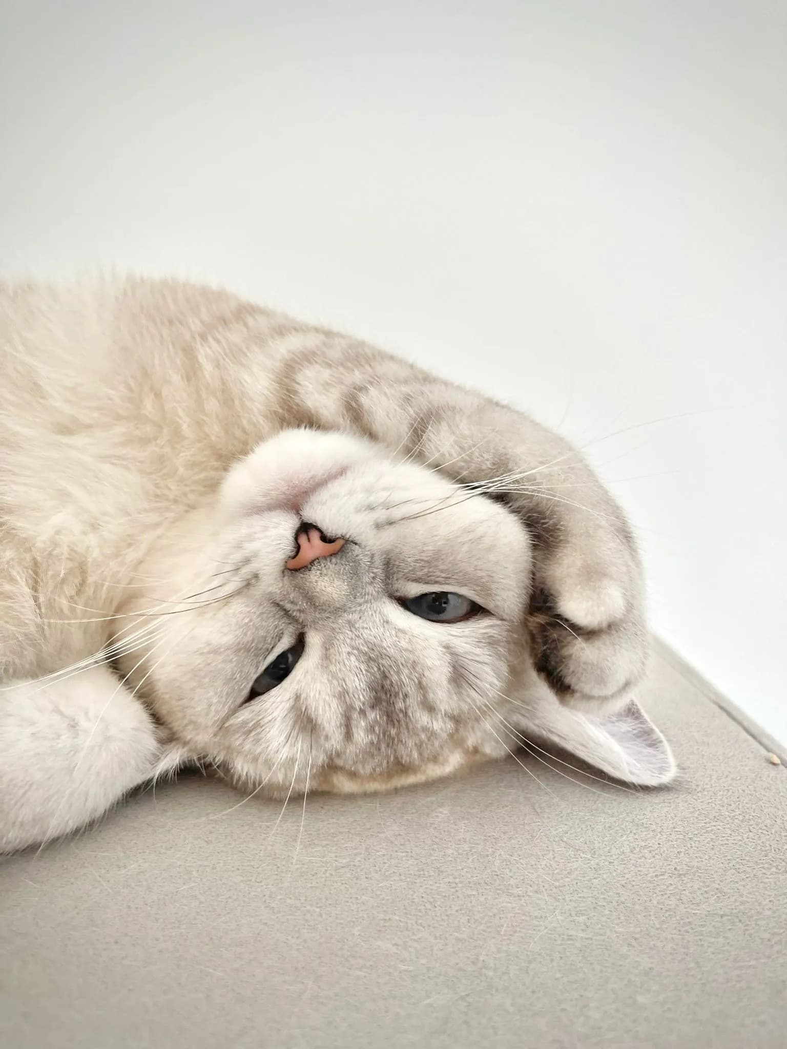 Katze liegt entspannt auf dem Rücken und schaut kopfüber in die Kamera