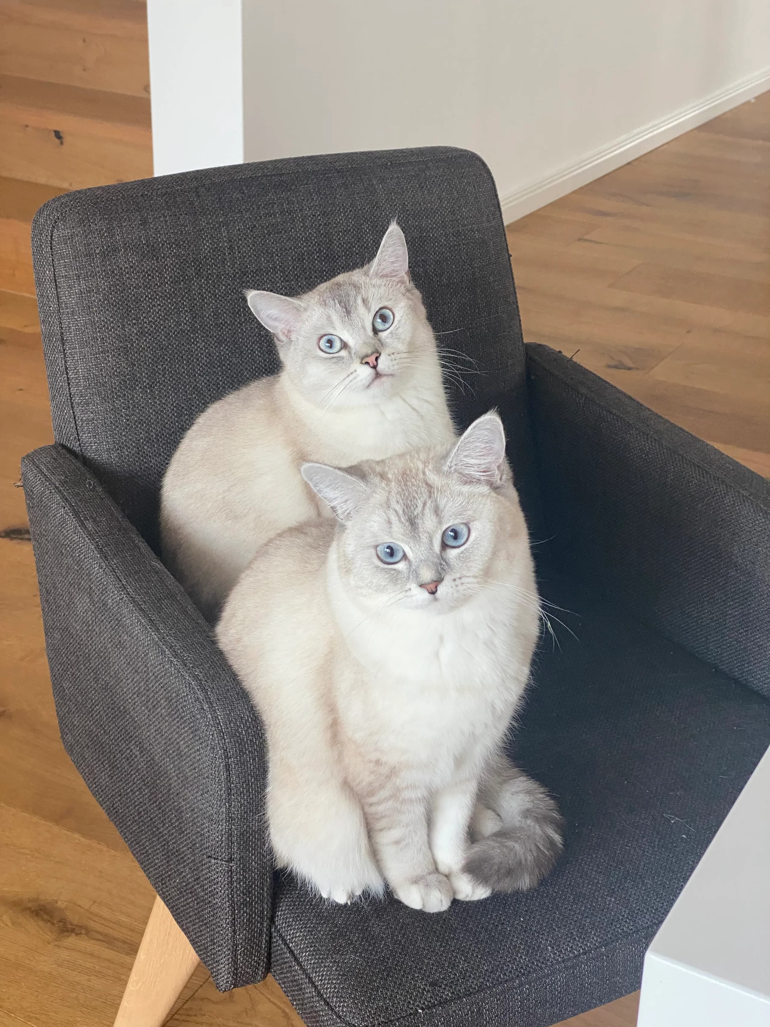 Lucy und Smokey sitzen zusammen auf einem Stuhl und schauen nach oben in die Kamera